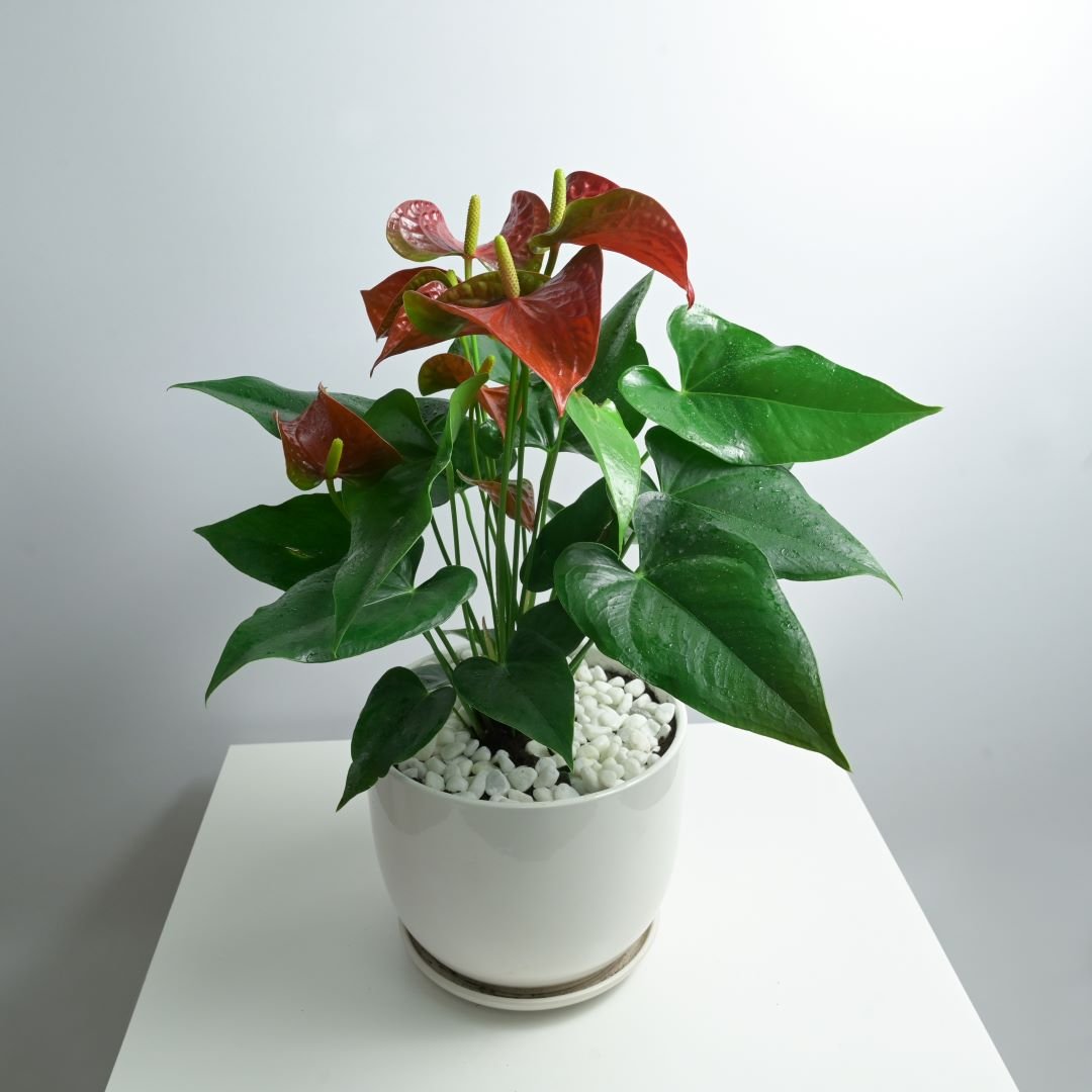 Anthurium-Red Anthurium Red Desktop - Image 1