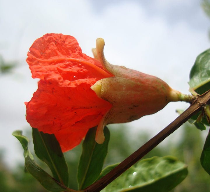 1.5m-Punica-garanatum-Pomegranate-Tree-_95-1-scaled-1.jpg Punica granatum Or Pomegranate Tree شجرة الرمان - Image 1
