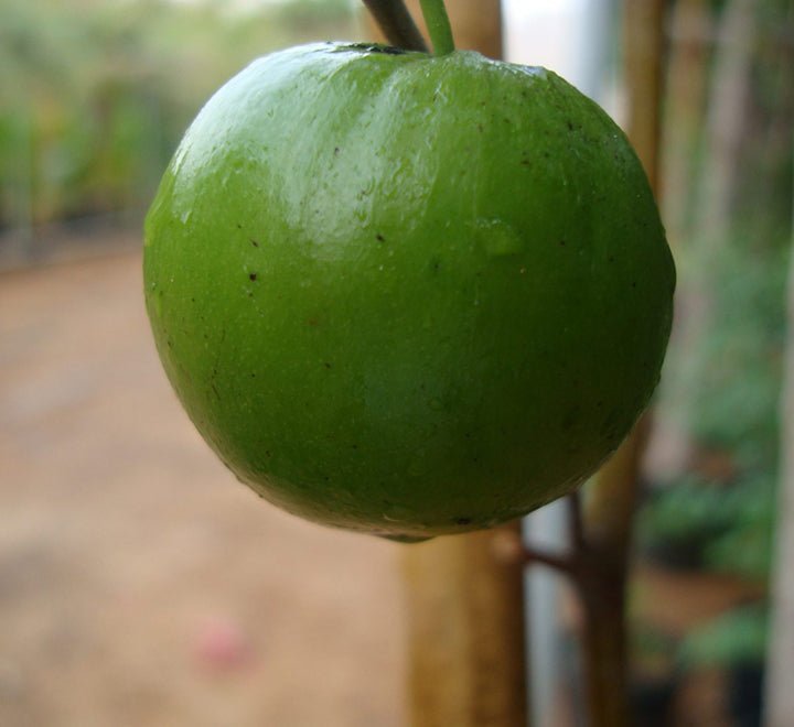 1.5m-Ziziphus-jujuba-_150-3-scaled-1.jpg Ziziphus jujuba Or Jujube Tree شجرة عناب - Image 1