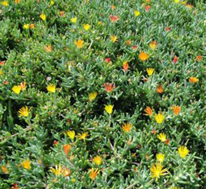 10cm-Lampranthus-spectabilis-Trailing-Ice-Plant-_2-e1568063564918-1.jpg Lampranthus spectabilis - Image 1