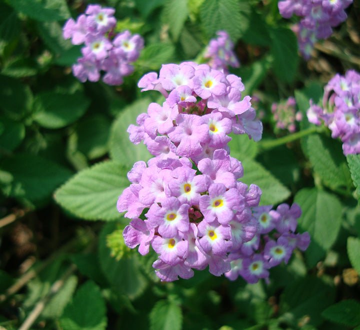 10cm-Lantana-montevidensis-purple-Trailing-Lantana-_5-1-20241107-083046.jpg Lantana montevidensis Purple "Trailing lantana" - Image 1