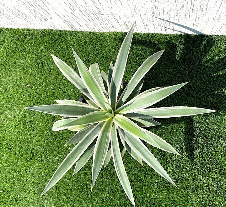 11-1_07434a7f-e5cf-4c43-8e03-f7c88405fffc.jpg Agave anguvstifolia or Caribbean agave 30 - 50cm spread - Image 1