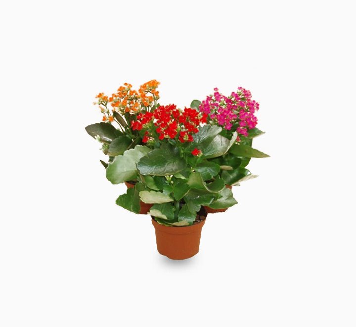 15cm-kalanchoe-blossifeldiana-Plaming-kity-_35-1.jpg Kalanchoe blossifeldiana (Indoor) - Image 1