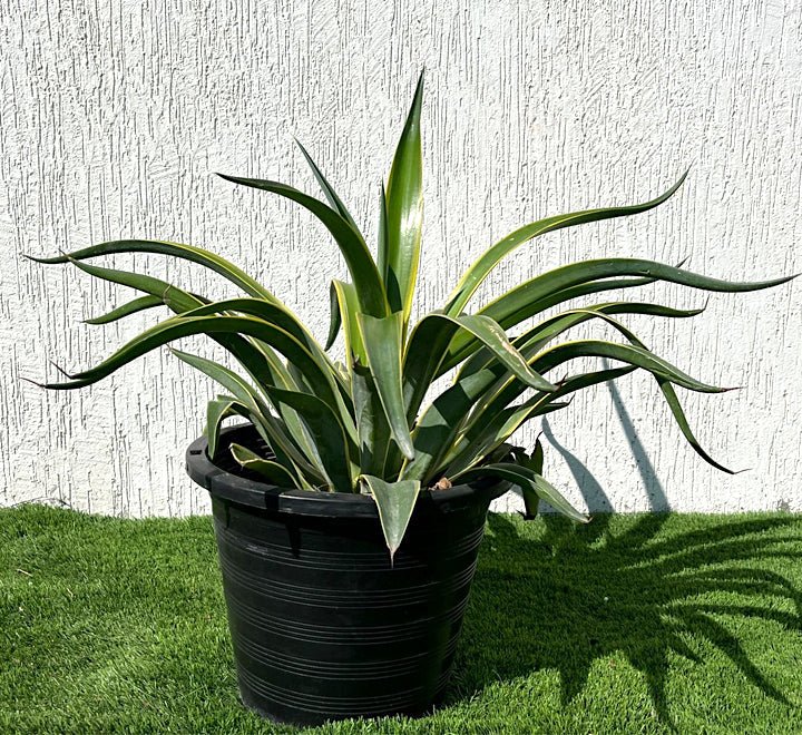 18-1_a7e48f3a-bb9e-4c4a-9115-48e739142157.jpg Agave Attenuata Variegata or Variegated Spineless Century Plant 40-60cm - Image 1