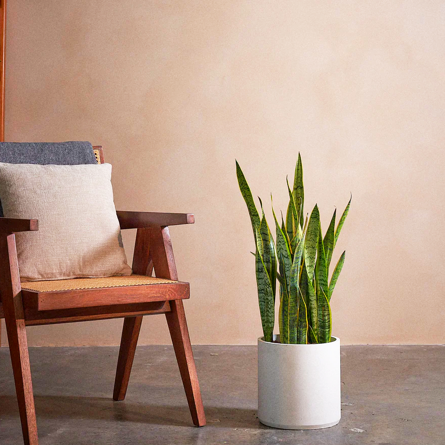 1_4ed1f754-df21-486c-911a-f70ccc03b9ce.png Sansevieria trifasciata 'Laurentii' or Snake Plant - Image 1