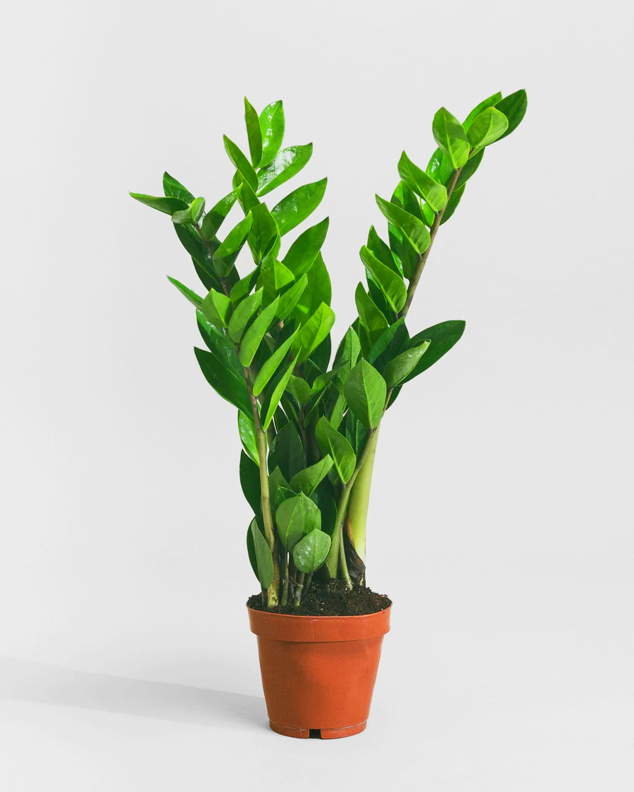 1_e73b2067-87c5-45c3-8723-63b3dd486821.png Zamioculcas zamiifolia, Zanzibar Gem or ZZ Plant - Image 1