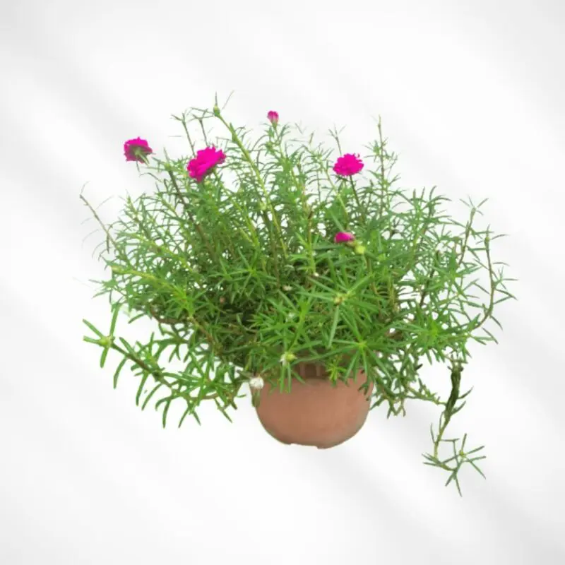 1f8b816d-8614-4aa5-bfe2-10711901b947 Portulaca Grandiflora "Hanging" Rose Moss - Image 1