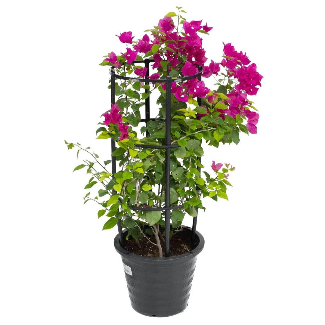 271758_101_2x_52d61520-e110-4d7c-8e87-de71890fc25b Bougainvillea Red 0.5-0.7m - Image 1