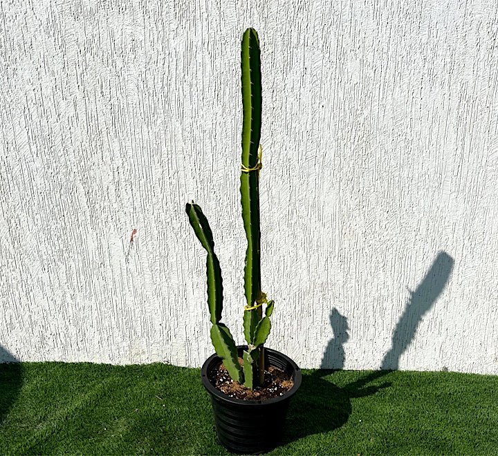 4-1_a26e0e12-b1c5-4245-886e-d117a59be513.jpg Pachycereus gaumeri or Kanzacam Cactus 0.4-0.6m - Image 1