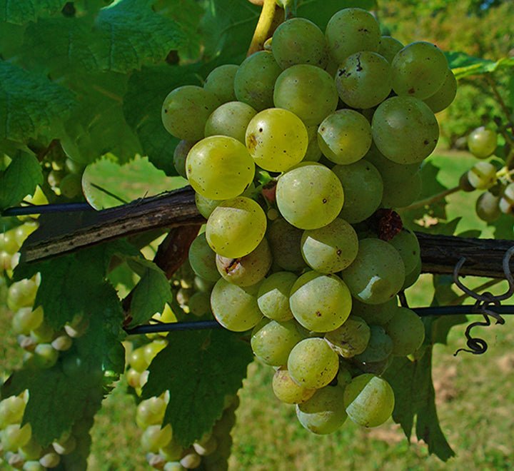 70cm-Vitis-vinifera-Grapes-Climber-_150-1.jpg Vitis vinifera Or Grapes Vine العنب فاين - Image 1