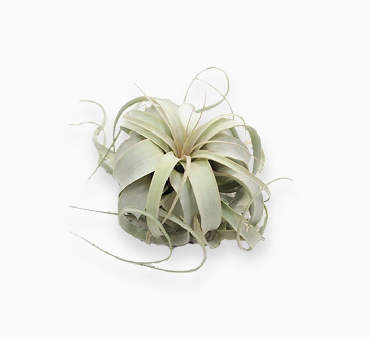 Air-Plant-Tillandsia-Xerografica-1_6255acc7-8d59-4bb6-9709-1ad7c037ce21.jpg Air Plant Tillandsia Xerografica - Image 1