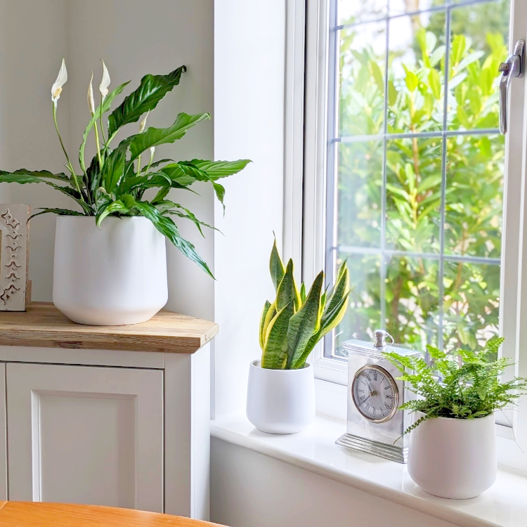 Air_Purfiyinig_Plants_Fixed2.png Air Purifying Plants Bundle - Image 1