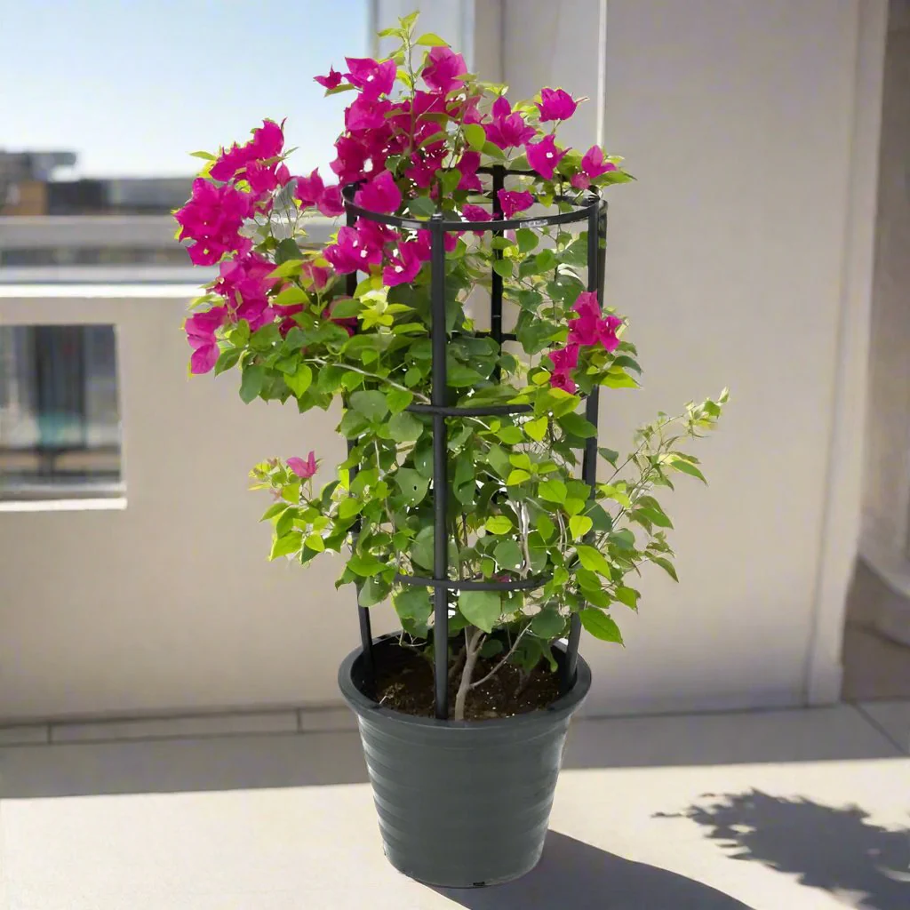 Bougainvillea-3 Bougainvillea spectabilis “30 to 160cm” Dark Pink - Image 1
