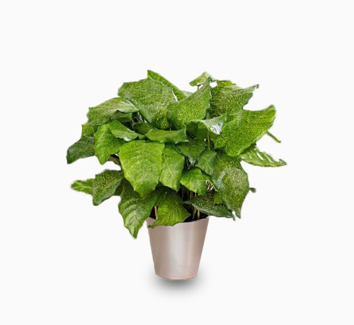 Calathea-Network-1_af64a7ea-0ae8-4337-ad87-9f0949ace5fc.jpg Calathea mosaica “Network” - Image 1