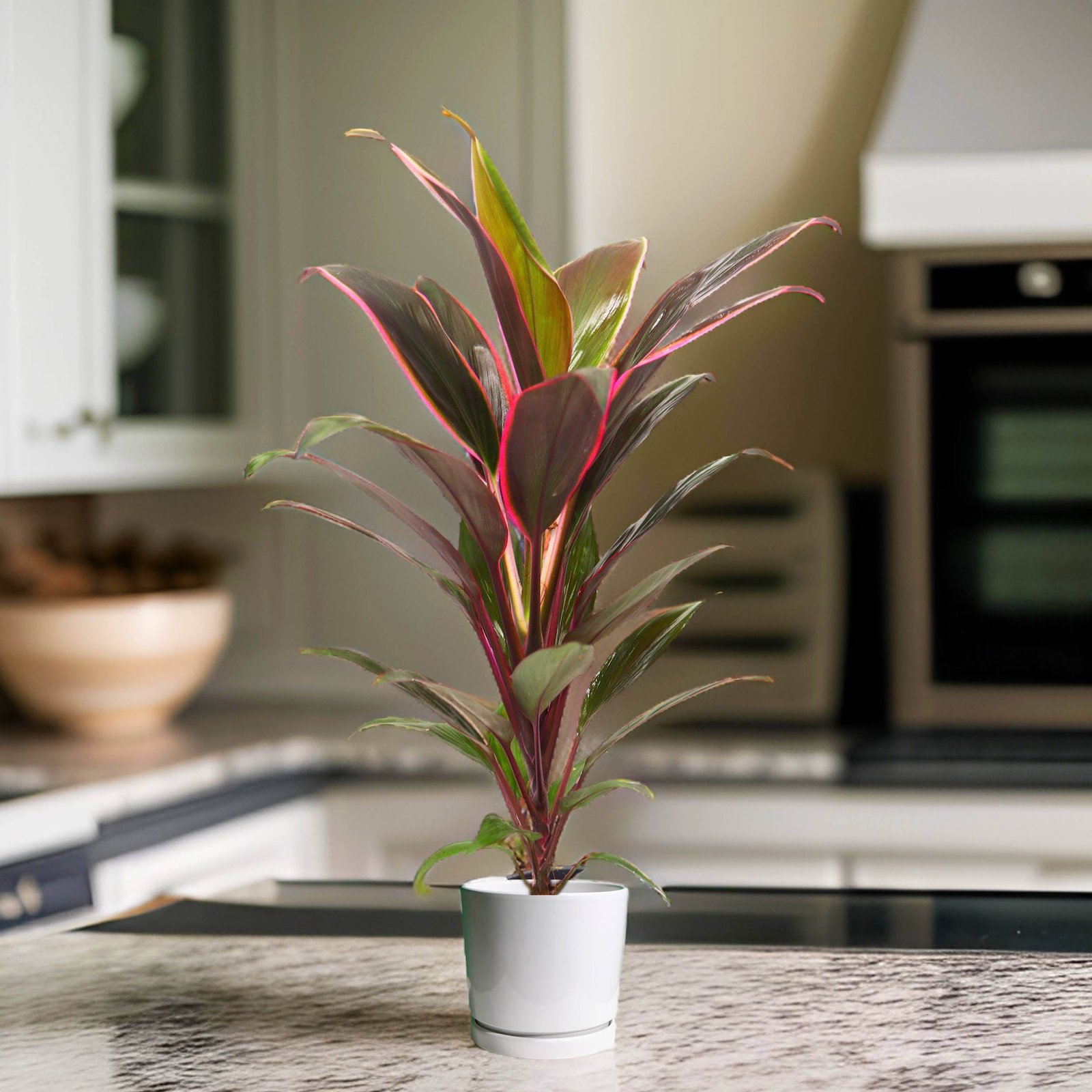 Ceramics_Final_Size_Reduction.jpg Cordyline Rumba | Rumba Ti Plant | Good Luck Plant 30-40cm - Image 1