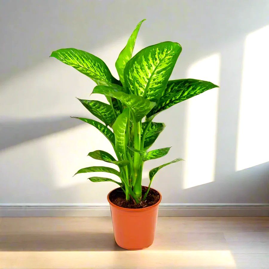 Dieffenbachia-Tropic-Snow_greensouq_2024.jpg Dieffenbachia seguine Or Tropic Snow - Image 1