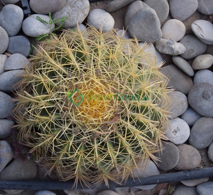 Echinocactus-grusonii-Golden-Barrel-Cactus-Mother-in-law-Cushion-greensouq.ae-4_marked_4ed06450-6d50-45d9-85da-509149f68f55.jpg Echinocactus grusonii, Golden Barrel Cactus, Mother-in-law Cushion or Ball Cactus - Image 1
