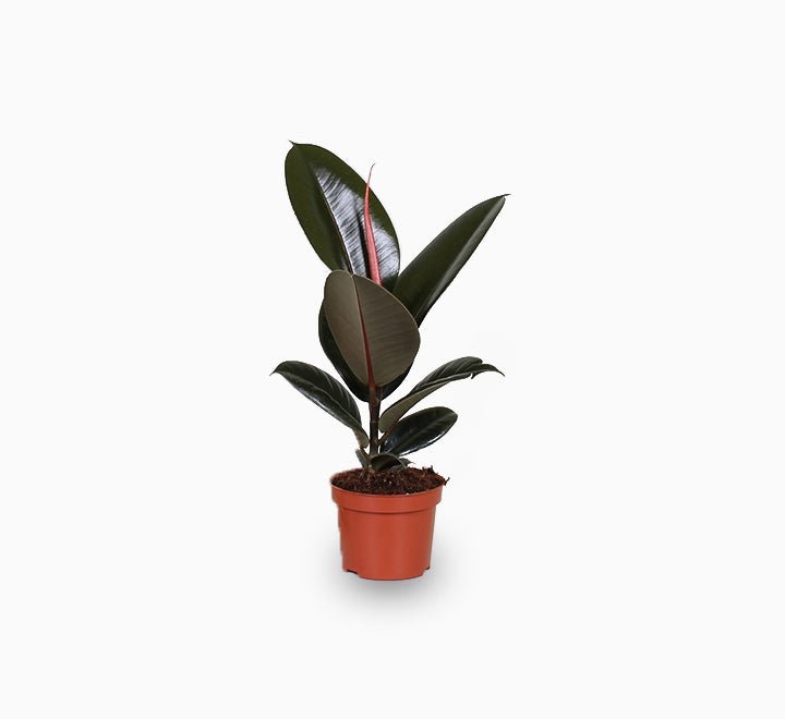 Ficus-elastic-Abidjan-30-_E2_80_93-40cm-1_da4d8375-410d-4db7-a508-594fbacb38d0.jpg Ficus elastic Abidjan 30 – 40cm - Image 1