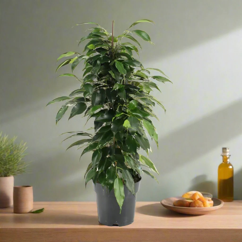 Ficus_benjamina_Danielle_holland.jpg Ficus benjamina 'Danielle' Holland - Image 1