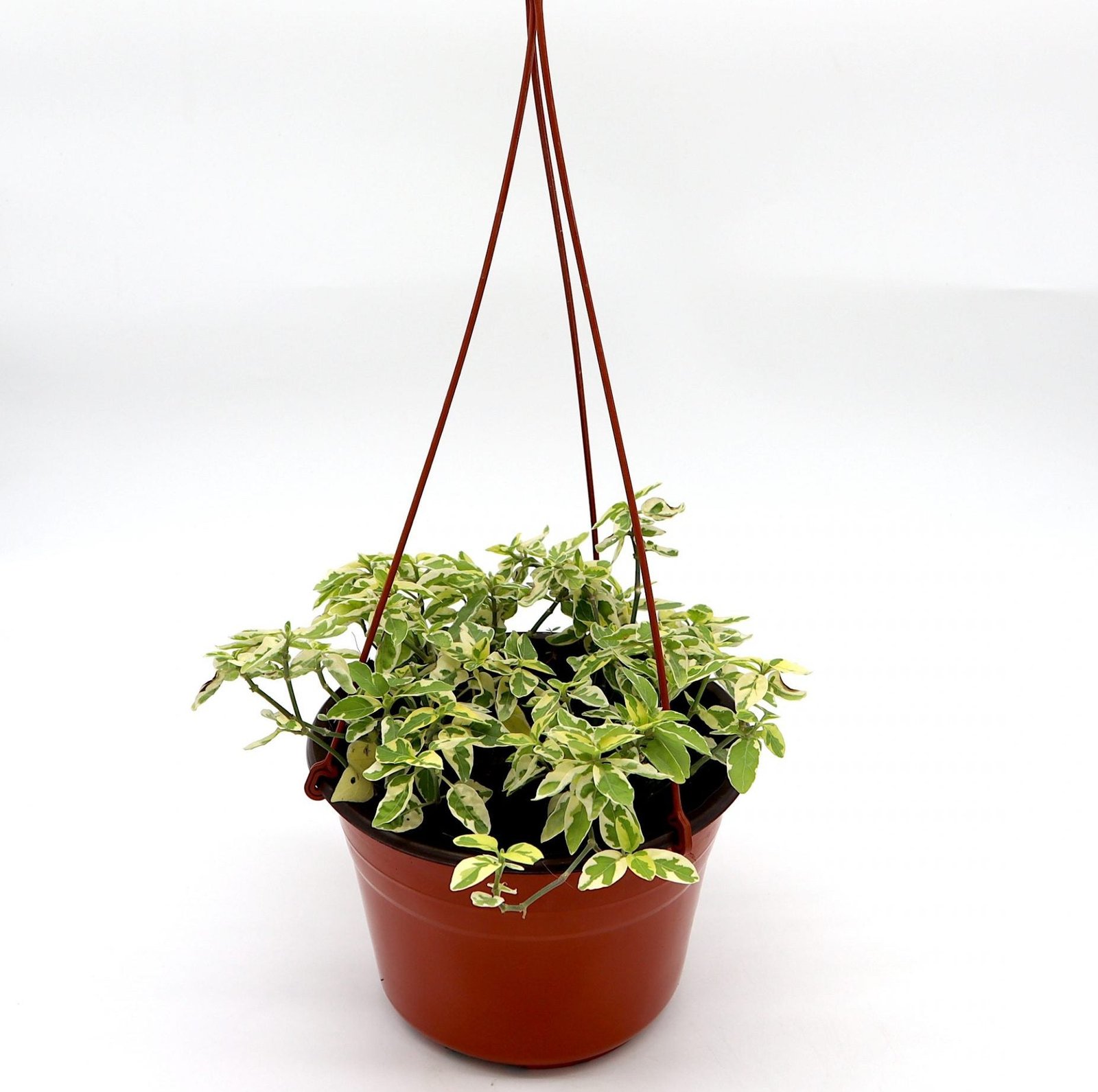 IMG_1808-scaled-e1660654281886_435c1fea-34e4-4bd1-83e9-c6a7b88d83f0.jpg Asystasia gangetica Hanging "Chinese Violet" - Image 1