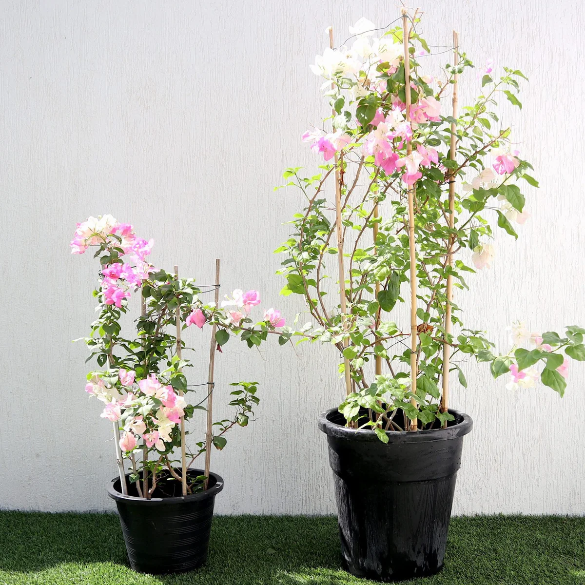 IMG_2507-scaled-e1666081617193_c7bc852a-ed38-48dc-bd5e-b6232376bc22 Bougainvillea glabra "30 to 160cm" White - Image 1