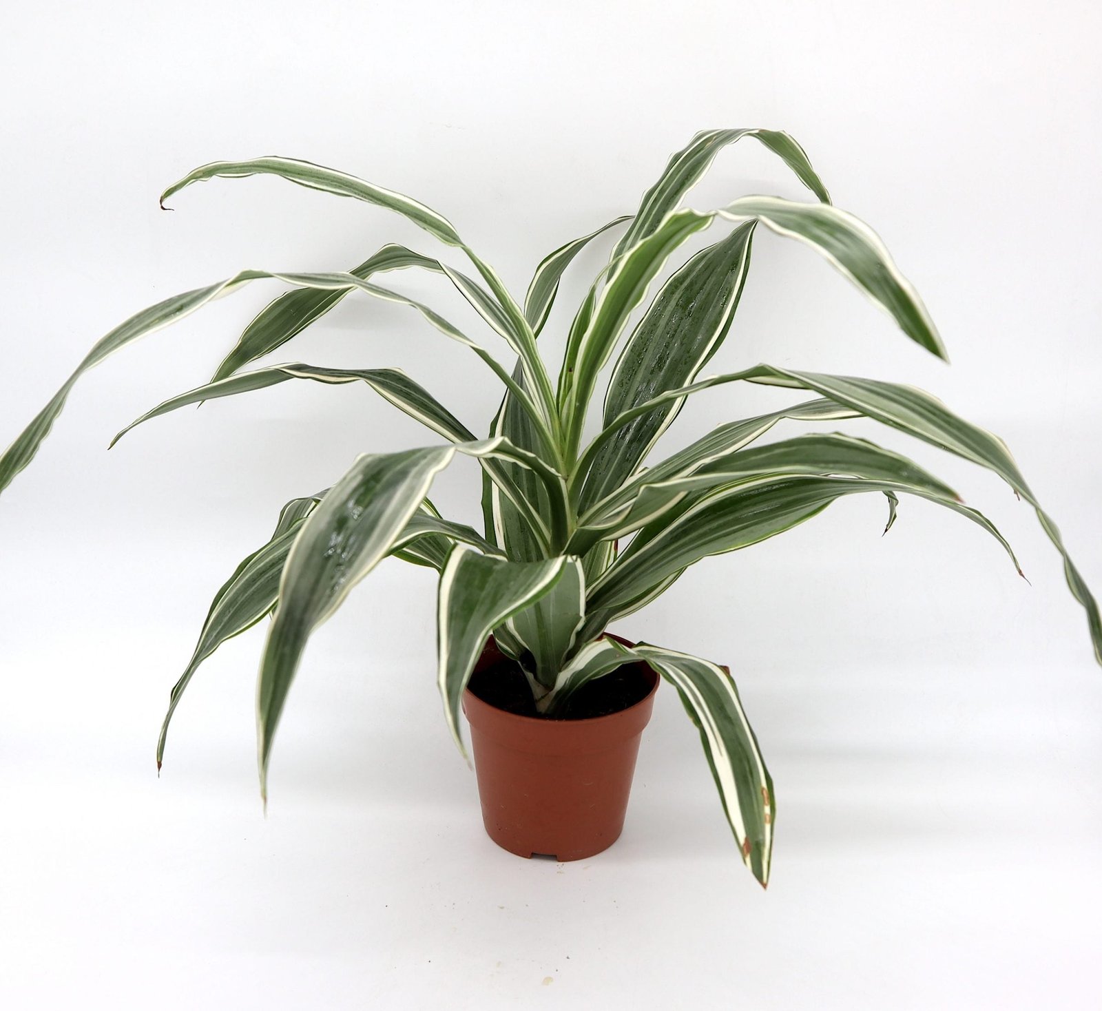 IMG_2534-scaled-e1667313424581_9ad38e18-31fb-4a8e-80dc-74f90562bc1a.jpg Dracaena Deremensis "Warneckii" - Image 1