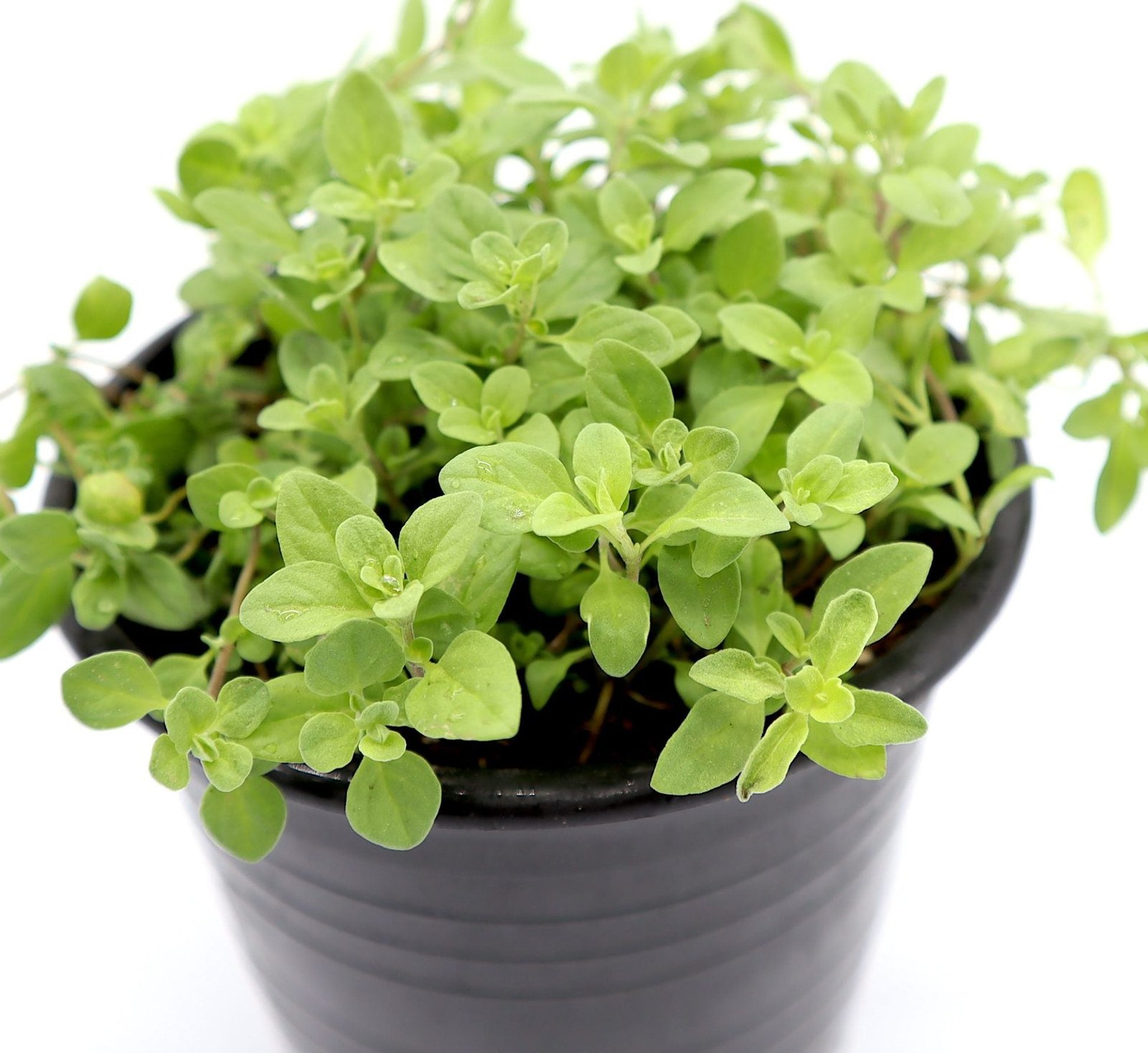 IMG_2775-scaled-e1668243790841_88f8dc47-4a20-489e-9b2e-19b951dbac36.jpg Oregano Herb Organic Plant "Origanum vulgare" - Image 1
