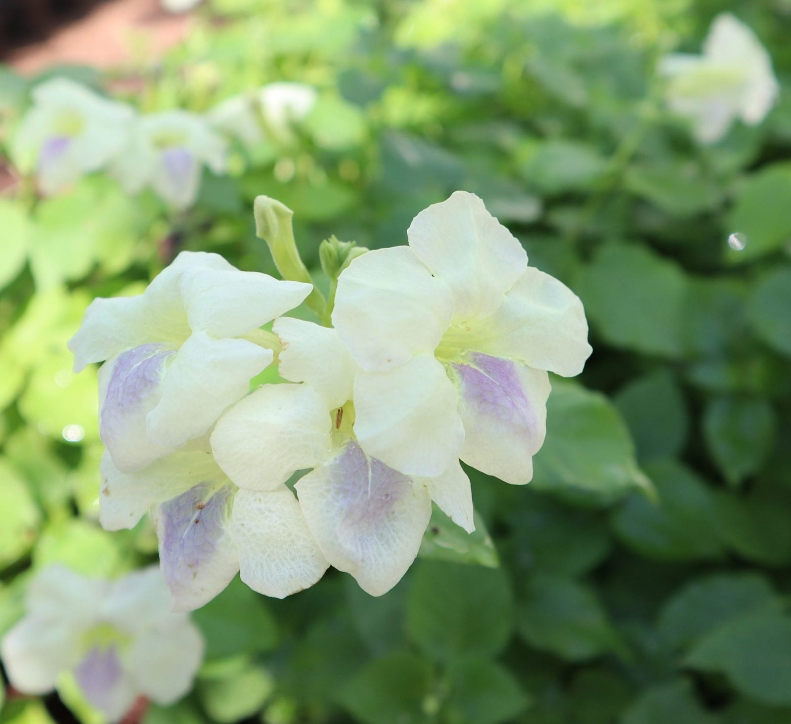 IMG_2783-scaled-e1669181519271_f67e915c-6675-484e-acc8-634d4f70381d.jpg Asystasia Gangetica Green Hanging "Chinese Violet" - Image 1