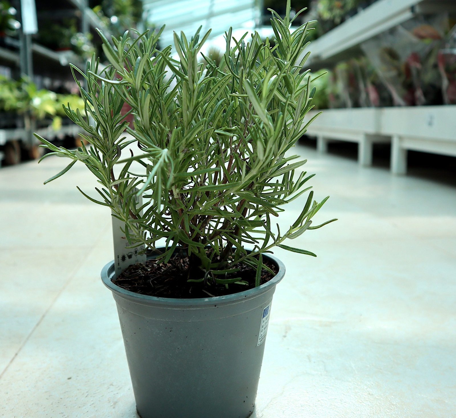 IMG_2807-scaled-e1668666328192_fd56f080-3119-425b-9db7-f643f2b5ea1d.jpg Rosemary Herb Indoor "Rosmarinus Officialis" - Image 1