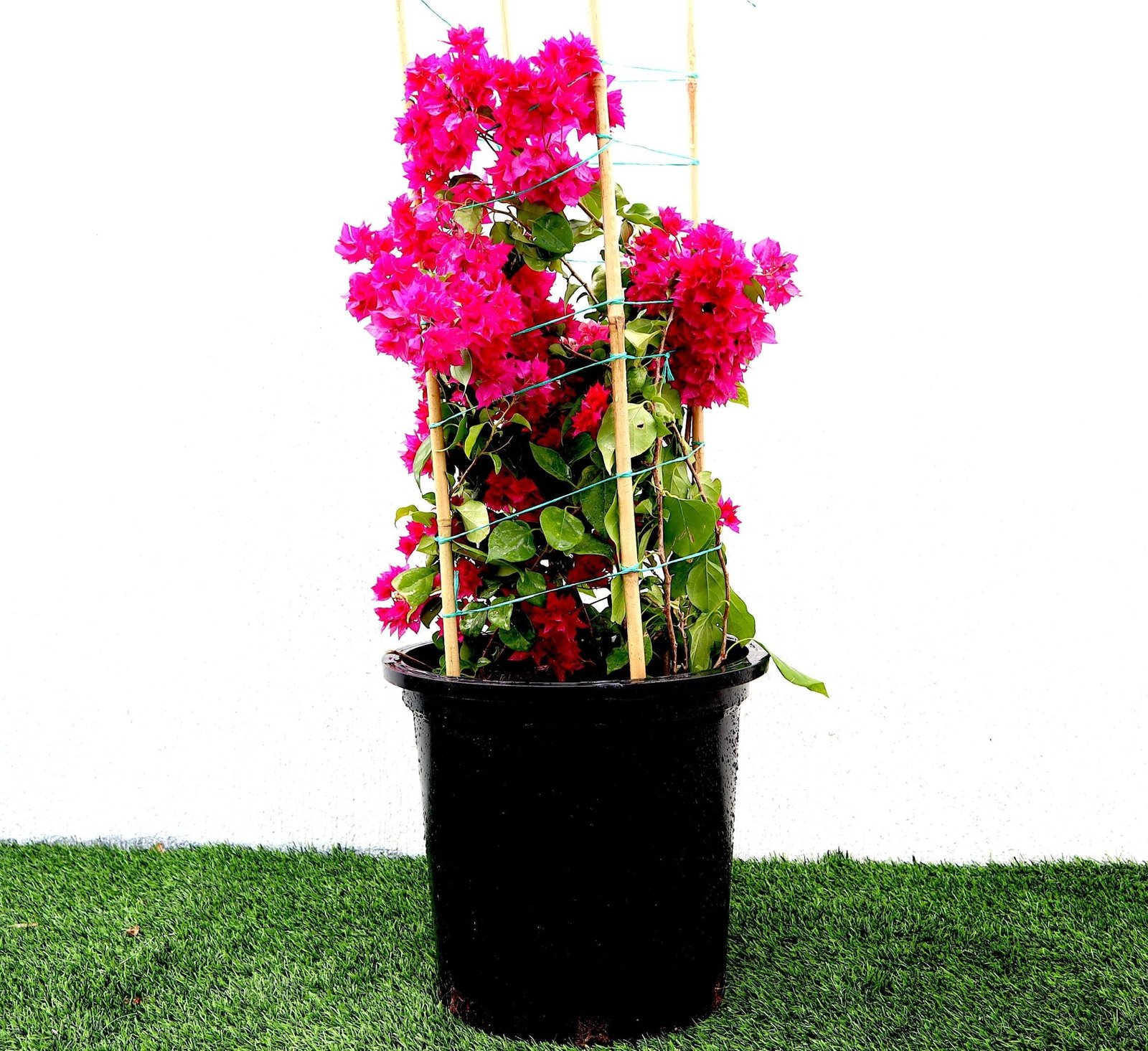 IMG_3105-scaled-e1672227237868_4f7bc13d-fe83-43ae-978e-934438b0145f.jpg Bougainvillea Double Flower "Red" 0.5-0.6m - Image 1