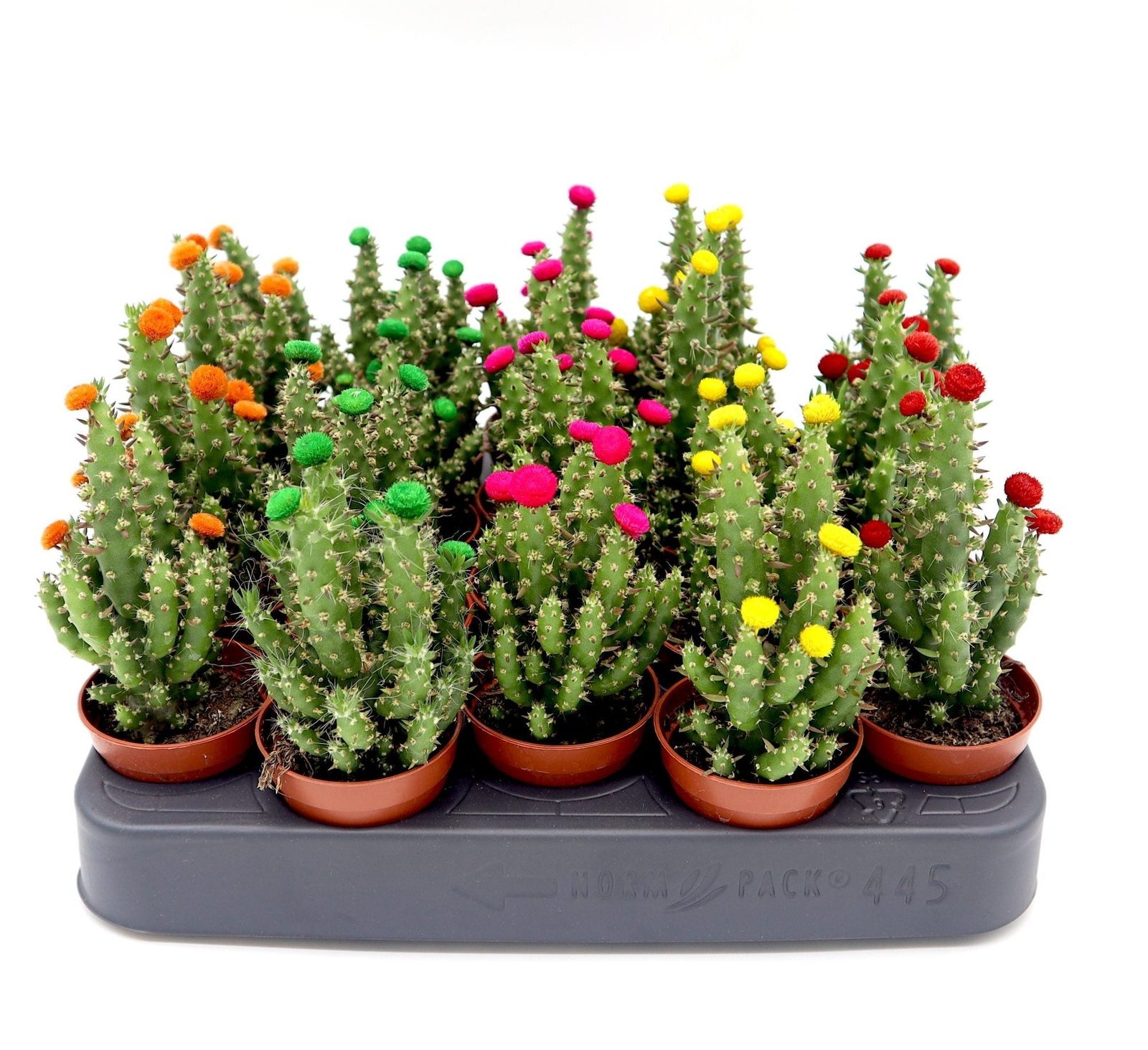 IMG_4417-scaled-e1696253011259_774c89f0-16fd-4e6e-989c-0351b360e0c5.jpg Cactus Opuntia Subulata Indoor | Austrocylindropuntia subulata 5-8cm - Image 1