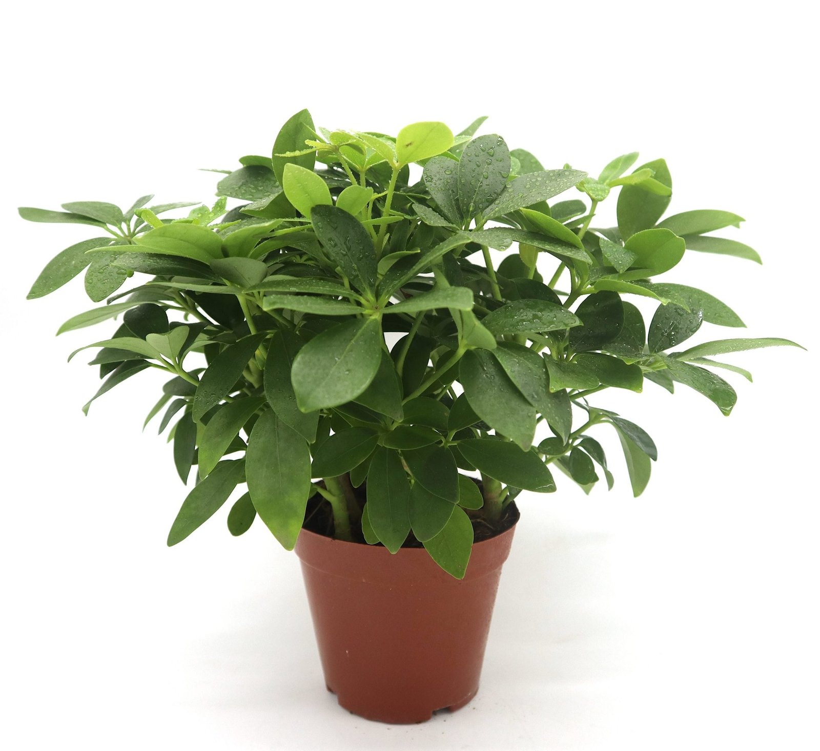 IMG_4685-scaled-e1697723512481_d71dc47c-d482-4fb2-be75-c474170b7dcd.jpg Schefflera arboricola | Compacta | Dwarf Umbrella Tree 25-30cm - Image 1