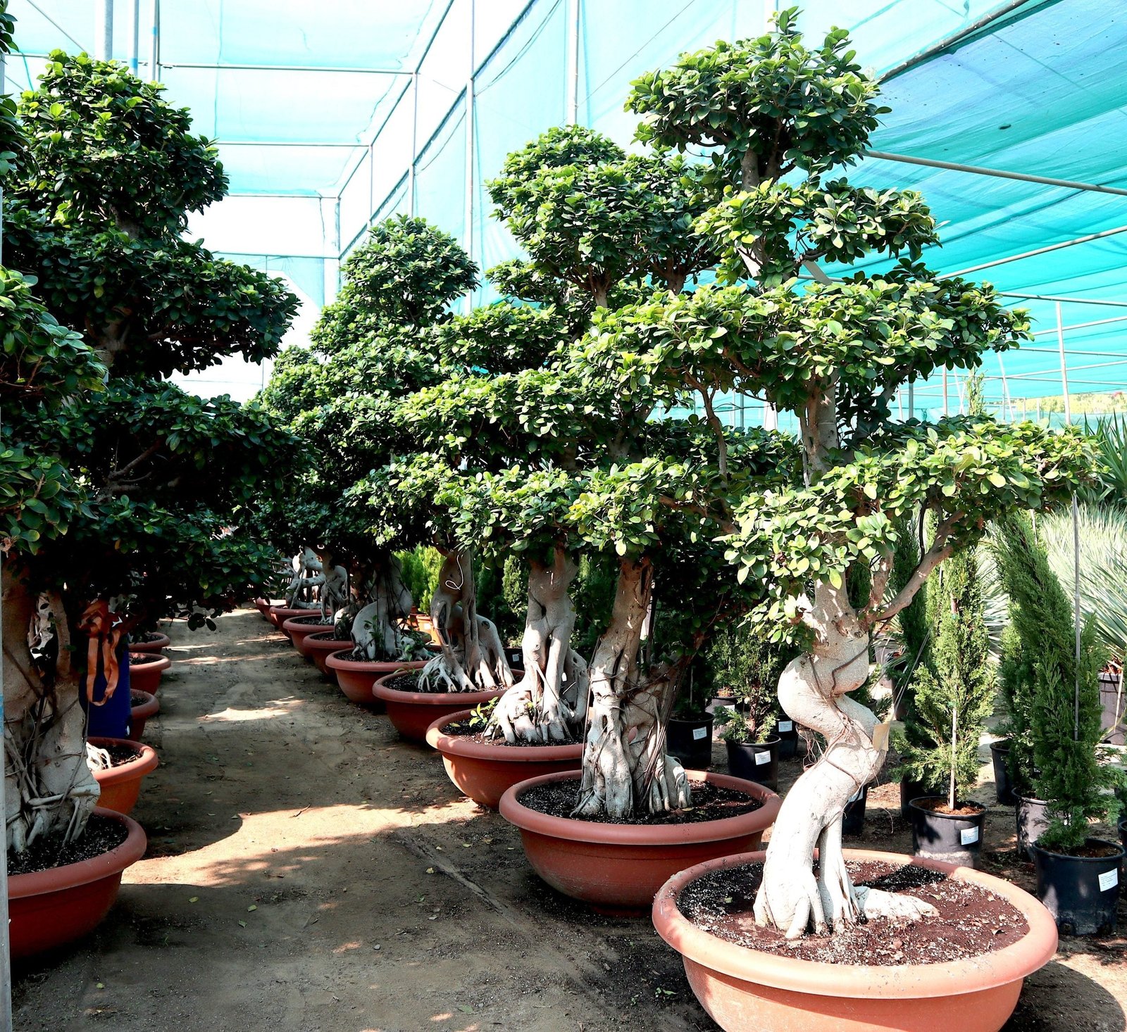 IMG_4960-scaled-e1705410950971_6c8da874-9ee8-4ab7-b6a9-b0c3dcafc44f.jpg Ficus Strong Bonsai | Ficus Microcarpa Bonsai | Dragon Shape Bonsai 1.7-2.0 m - Image 1