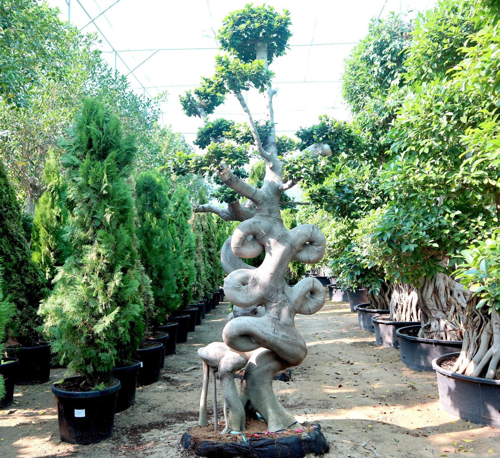 IMG_4970-scaled-e1705559386258_a4e3c4a1-4fbe-4236-a10b-a79f64b3261b.jpg Ficus Chair-Shape Bonsai | Ficus Microcarpa Bonsai | Chair-Shape Bonsai 1.8-2.3 m - Image 1