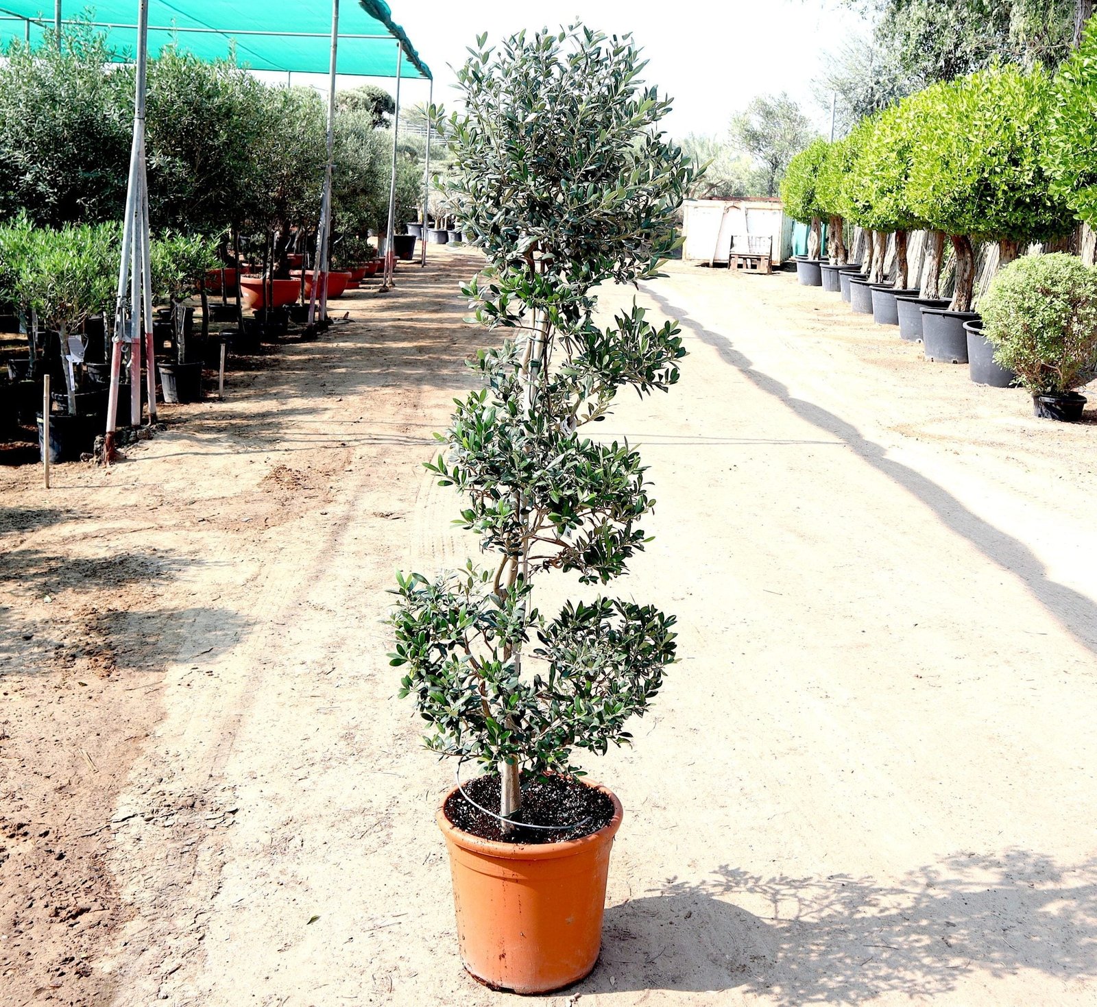 IMG_4987-scaled-e1705582828989_fd651019-927a-4286-bc27-9b4b1022118c.jpg Olive Spiral Shape | Spiral Olea Europea 1.0m-1.2m شجرة زيتون - Image 1