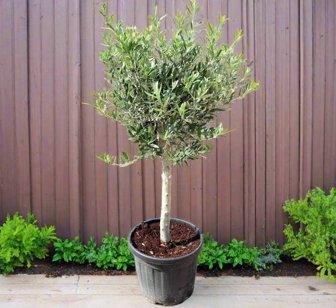 IMG_4992-scaled-e1705670143174_5911df79-27c2-484d-a563-db5bd2082a6c.jpg Olive Single Head Bonsai 1-1.2m | شجرة زيتون - Image 1