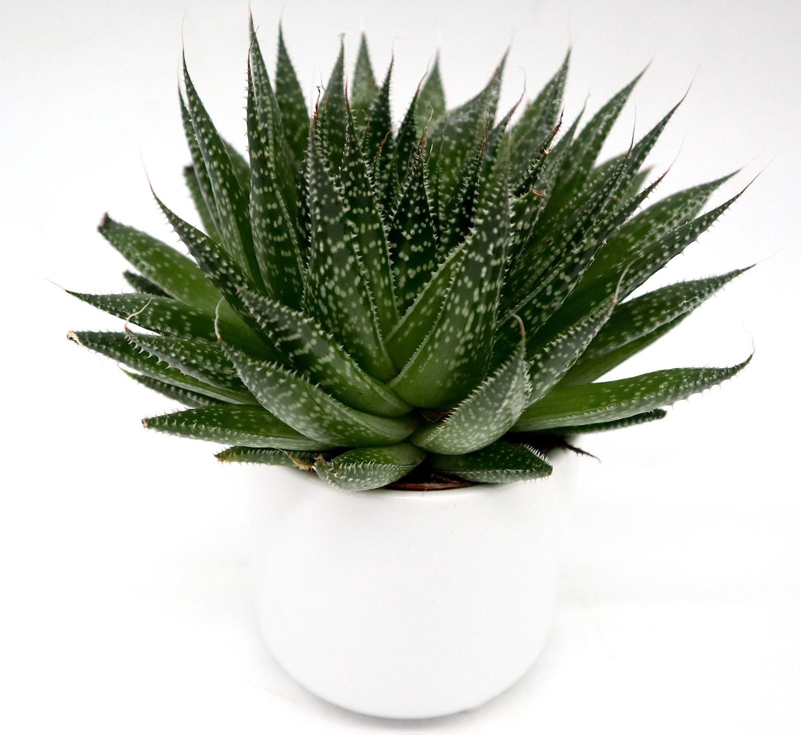 IMG_5048-2-scaled-e1704187631787_1355f988-159b-41f9-8ab9-3104b9dd3892.jpg Aloe aristata | Aristaloe Aristata | Lace Aloe Succulent or Torch Plant 10-15cm - Image 1