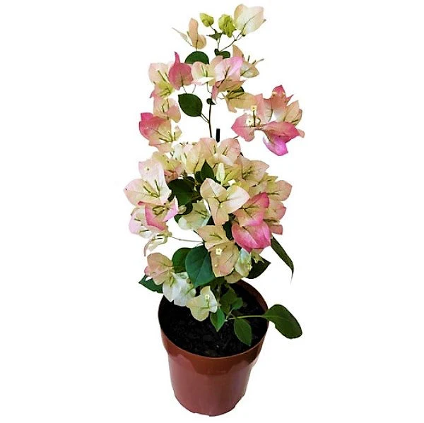 IMG_5738 Bougainvillea Cocoice "Coconut Ice" - Image 1