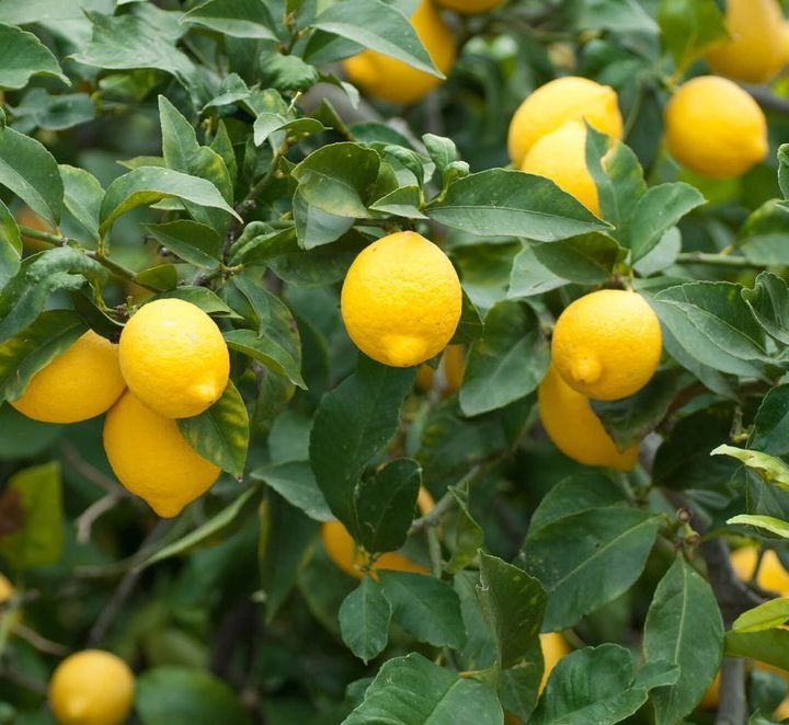 Lemon-tree-e1652791561910.jpg Citrus Lemon Spain "Lemon Tree" 1.0m-2.0m ليمون - Image 1