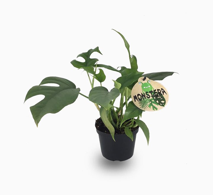 Monstera-minima-1_1ec5fced-5526-4b7a-b302-6461ce2e6f2f.jpg Monstera Minima or Swiss Cheese Plant - Image 1