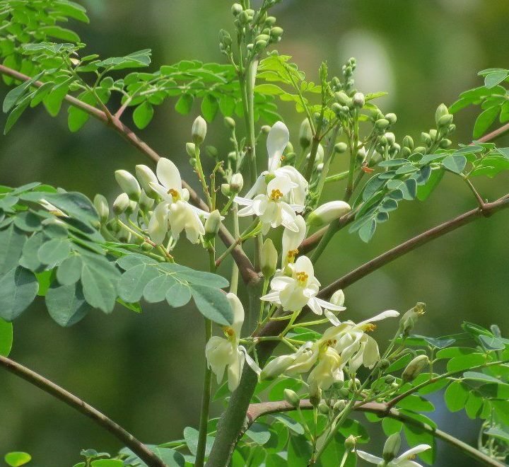 Moringa-e1652789967918-20241107-084620.jpg Moringa Oleifera "Drum-Stick Tree" - Image 1