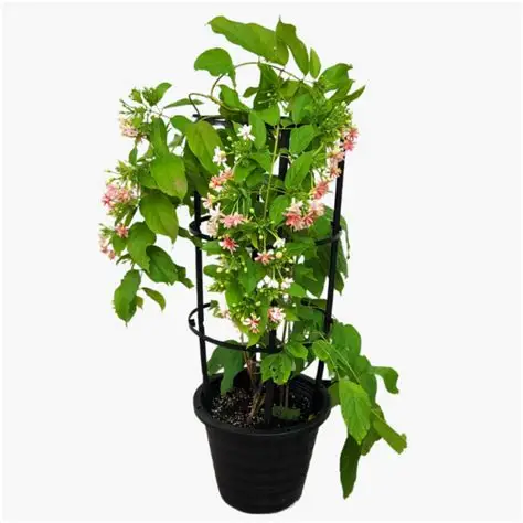 OIP (11) Quisqualis indica Or Rangoon Creeper - Image 1