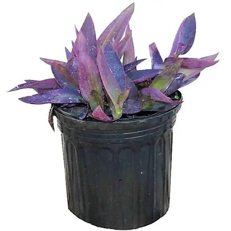 OIP (28) Setcreasea purpurea or Purple Heart - Image 1