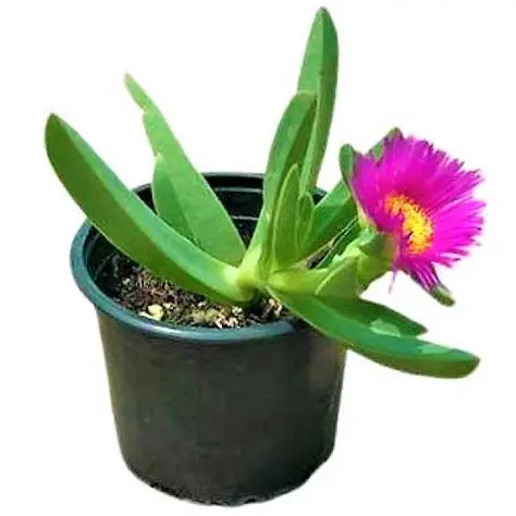 OIP (29) Carpobrotus edulis or Ice Plant 10 -15cm, Healthy Outdoor Succulent Plant - Image 1