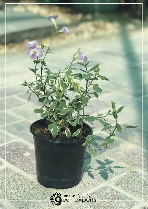 OIP (30) Asystasia Gangetica Variegata"Chinese Violet" 10-15cm - Image 1