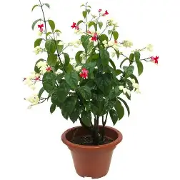 OIP (33) Clerodendrum Thomsoniae "Pink Bleeding Heart Vine" 0.8-1.0m - Image 1