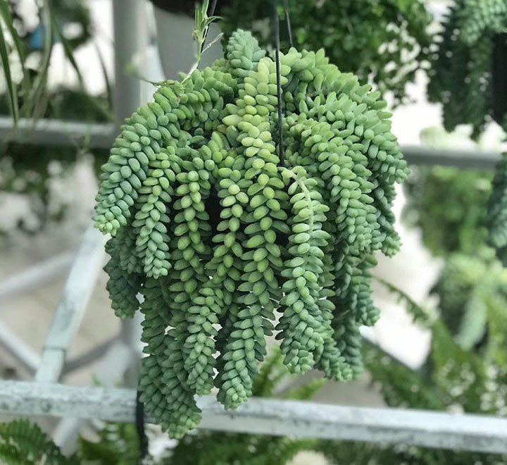 PHOTO-2019-04-02-21-56-13-1-1.jpg Sedum burrito "Hanging" 25 - 35cm - Image 1