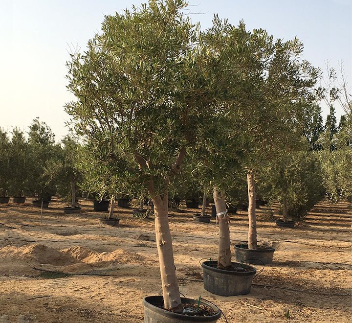 PHOTO-2019-09-15-14-48-55-3-1_60982214-dd12-46b1-951e-7f4eefe204e1.jpg Olea europea or Olive Tree 1.7-2.0m height and 80-100mm trunk Dia - Image 1