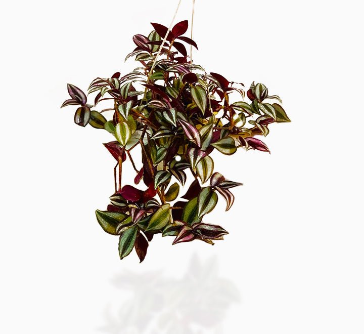 PHOTO-2020-05-07-09-56-50-e1589575265839-1_012117ee-eb8f-4fcc-9837-5b222dbd9fed.jpg Tradescantia zebrina or Wandering Jew "Hanging" - Image 1