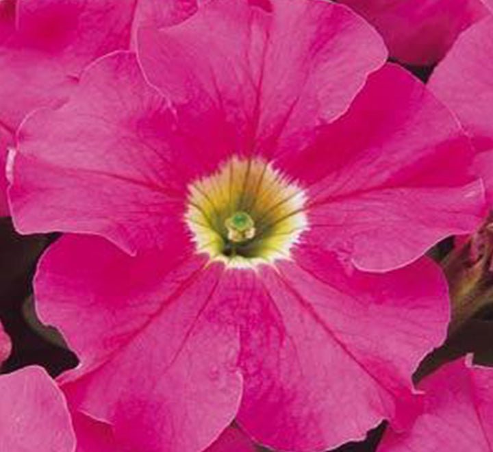 Pink-2-1-1.jpg Petunia Mix Flowering Plant "Petunias" - Image 1